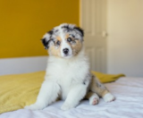 Mini Aussie Puppies For Sale Windy City Pups